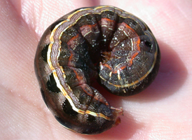 Yellow-striped Armyworm Armyworm